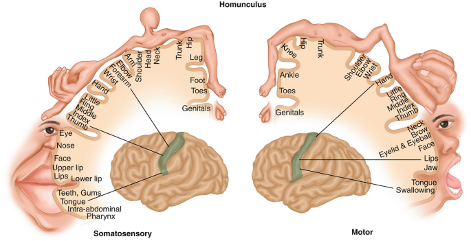 Cortex cérébral — Homunculus de Penfield