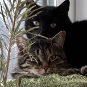 Photo de Profil de Anne Cornet